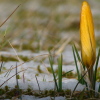 Krokus