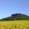 Rapsfeld vor dem Pfaffenstein