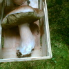 Pilzesuchen im Cunnersdorfer Wald