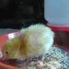 Eines unserer Wachtelbabies - Tag 4