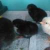 Das Schlüpfen zieht sich schon 2 Tage hin - Marans Hühner
