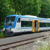 Elwetritsche
